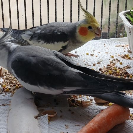 Missing Cockatiel Birds in Long Crendon