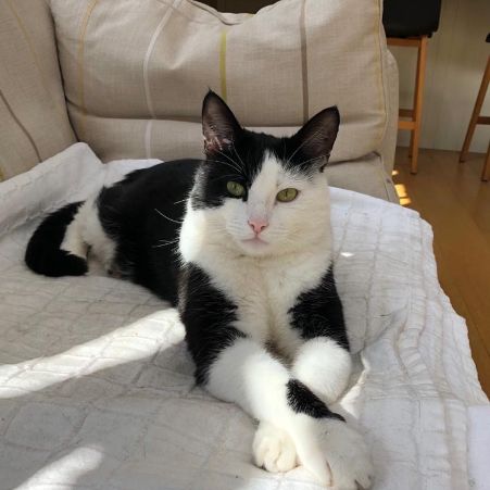 Missing Domestic Short Hair Cats in Farnham 