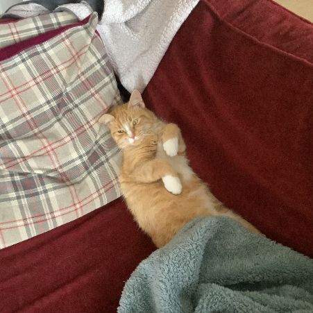 Missing Moggy Cats in St Monans