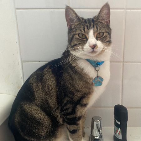 Missing Tabby Cats in London