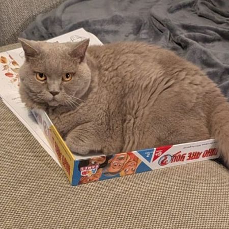 Missing British Short Hair Cats in Three Bridges, Crawley