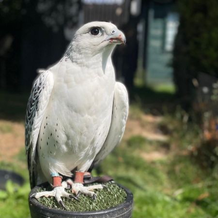 Missing Bird of Prey Birds in Catlowdy