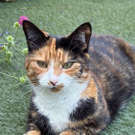 Missing British Short Hair Cats in Edinburgh 