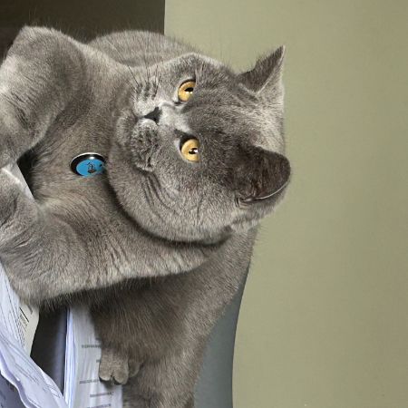 Missing British Short Hair Cats in Saltburn-by-the-sea