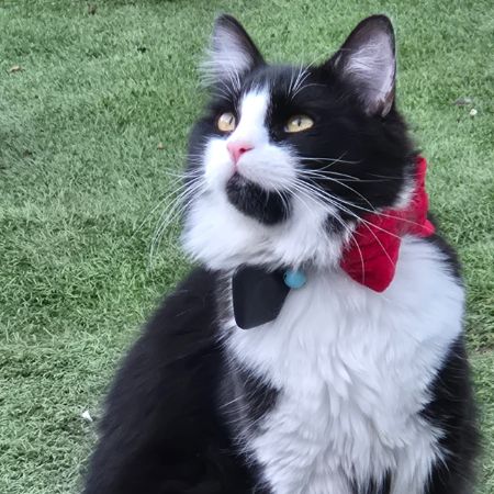 Missing Norwegian Forest Cats in Margate