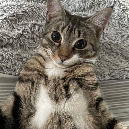 Missing Tabby Cats in Warley 