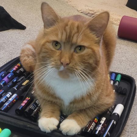 Missing British Short Hair Cats in Millers Lane, Outwood