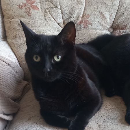 Missing Domestic Short Hair Cats in New Milton