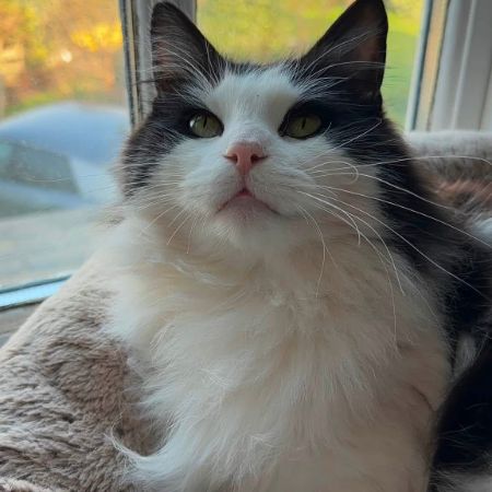 Missing Mixed Breed Cats in Ross On Wye 