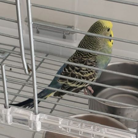 Missing Budgie Birds in Oxford 