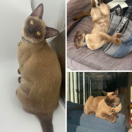 Missing Burmese Cats in Gullane