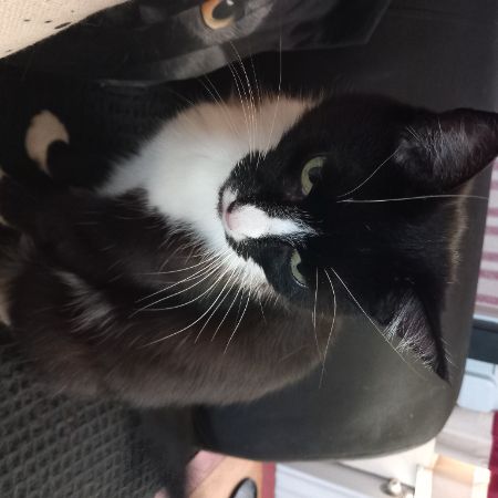 Missing Domestic Short Hair Cats in Ipswich Suffolk Ip16ha