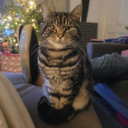 Missing British Short Hair Cats in Redhill