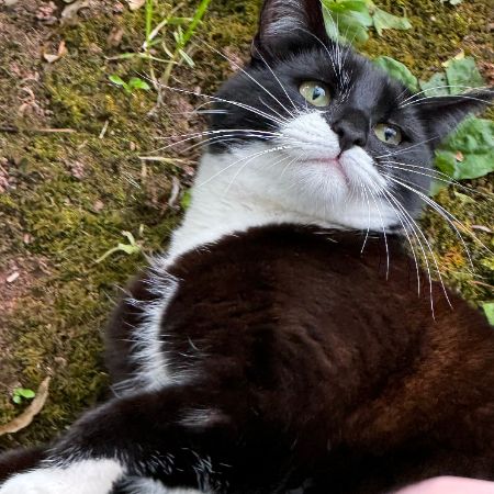 Missing Mixed Breed Cats in Whipcott, Wellington