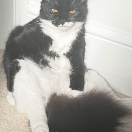 Missing Mixed Breed Cats in Leicester
