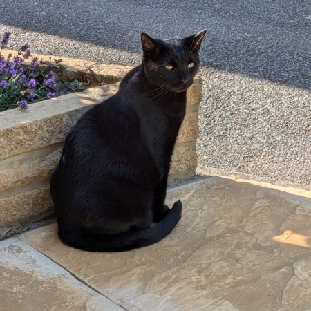 Missing British Short Hair Cats in Kettering 