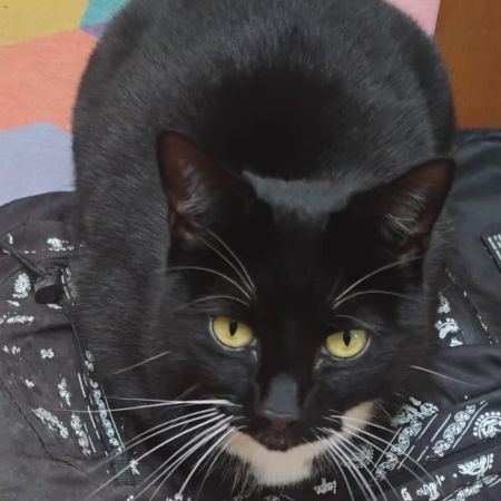 Missing Mixed Breed Cats in Bristol