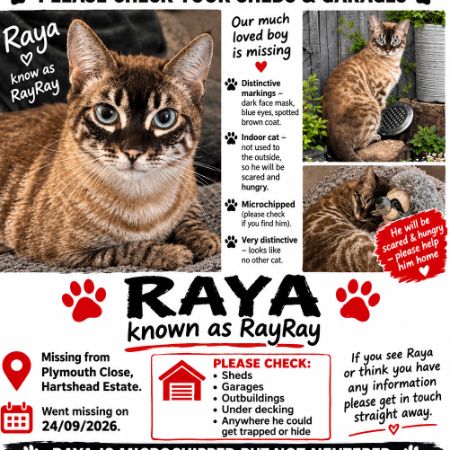 Missing Bengal Cats in Ashton-under-lyne