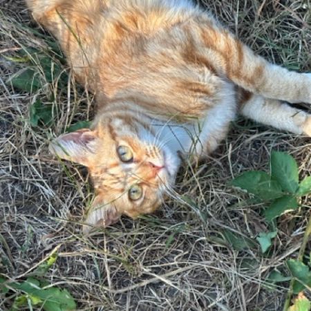 Missing Unknown - Other Cats in Kingston Upon Thames 
