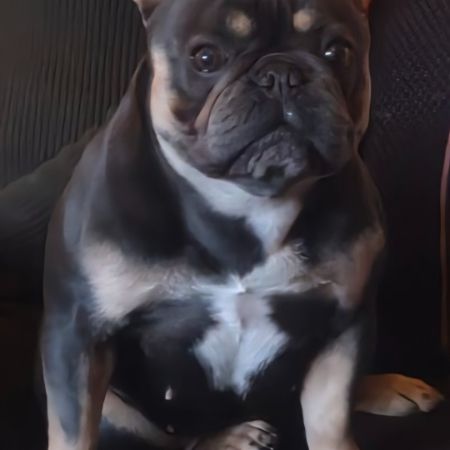 Missing Bulldog Dogs in Wakefield