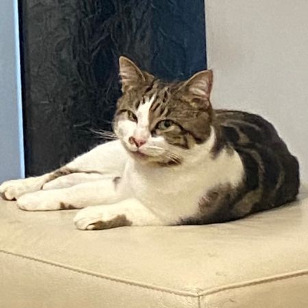 Missing Mixed Breed Cats in Leicester 