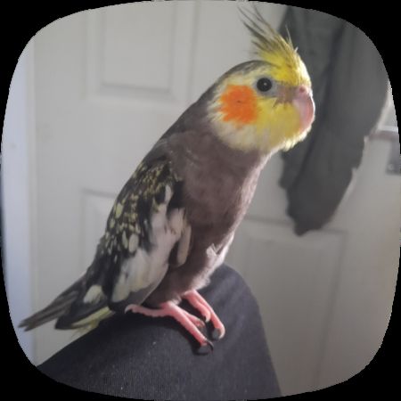 Missing Cockatiel Birds in Newcastle 