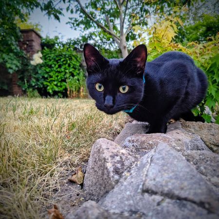 Missing Moggy Cats in Stoney Stanton
