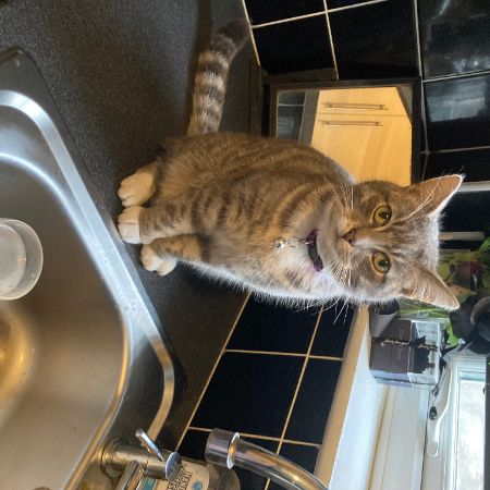 Missing Domestic Short Hair Cats in Abergele