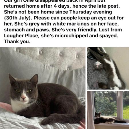 Missing Unknown - Other Cats in St Athan