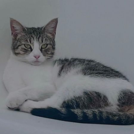 Missing Domestic Short Hair Cats in NORWICH