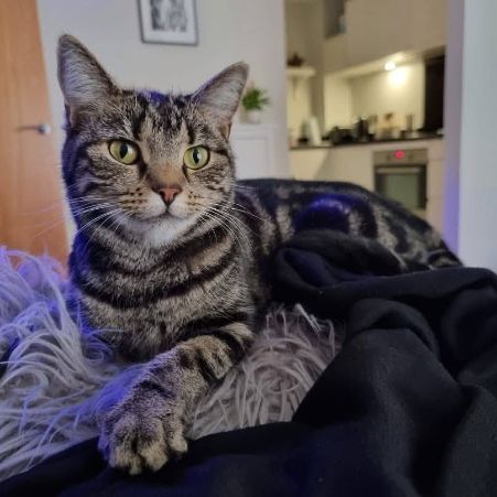 Missing Tabby Cats in BUNTINGFORD