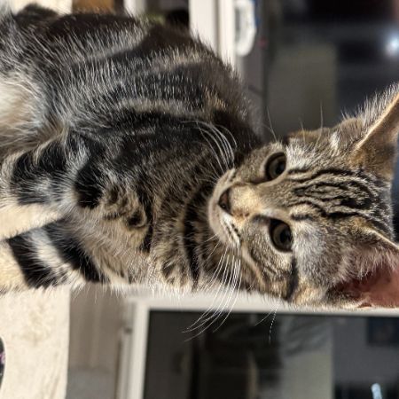 Missing Tabby Cats in Acle