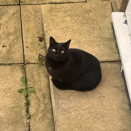 Missing Siamese Cats in Hatch End