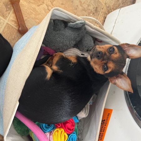 Missing Chihuahua Dogs in Failsworth 