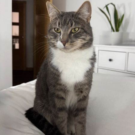 Missing Domestic Short Hair Cats in Dunfermline