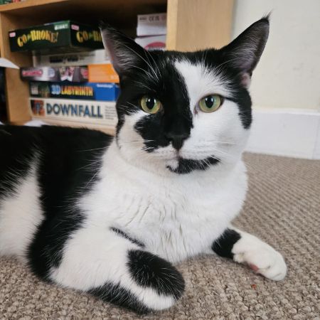 Missing Domestic Short Hair Cats in Cambridge