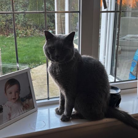 Missing British Short Hair Cats in Bussage, Stroud 