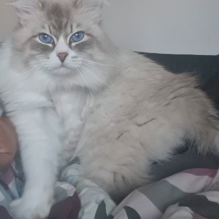 Missing Unknown - Other Cats in Reading 