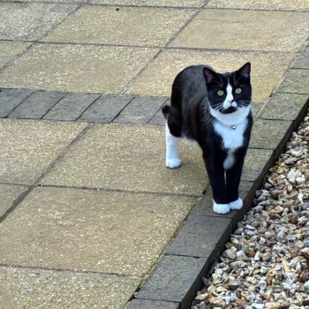 Missing British Short Hair Cats in Southleigh 