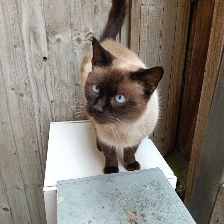 Missing Ragdoll Cats in Upton Poole