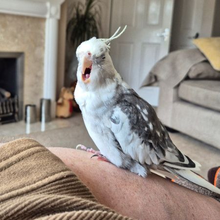 Missing Cockatiel Birds in Winnersh