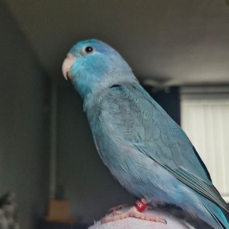Missing Parrot, Parakeet Birds in Denton