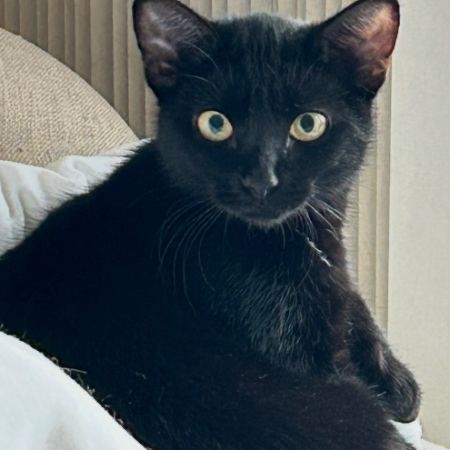 Missing Domestic Short Hair Cats in Hemel Hempstead 