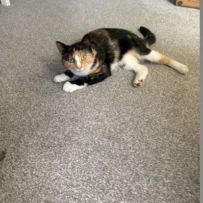 Missing Tortoiseshell Cats in Woking