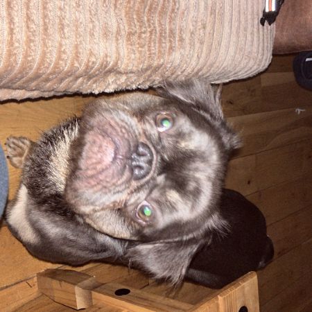 Missing Bulldog Dogs in Bromley