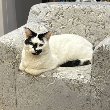 Missing Domestic Short Hair Cats in Ferndown