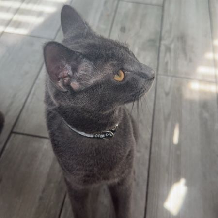 Missing Russian Blue Cats in Chatham