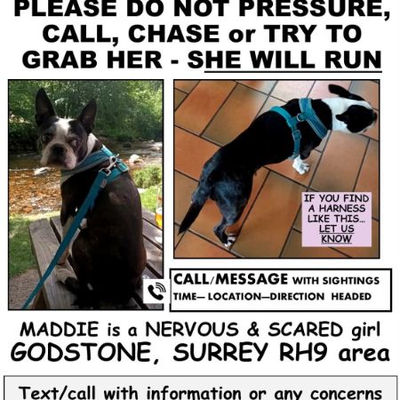 Missing Unknown - Other Dogs in RH9 8DE 