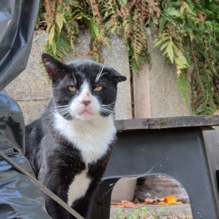 Missing Domestic Short Hair Cats in Torquay