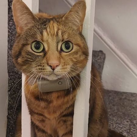 Missing Tabby Cats in Wolverhampton